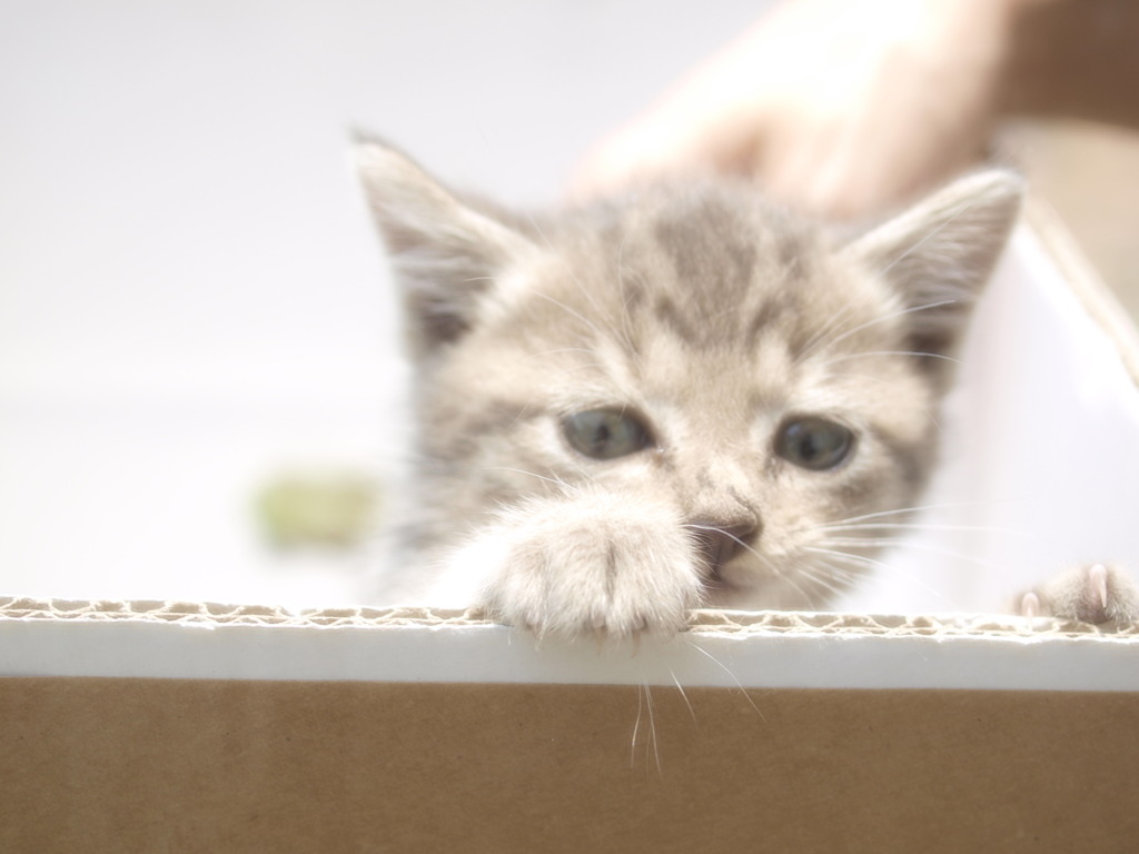 子猫