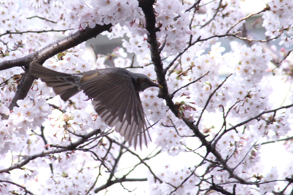 蜜探しに大忙し