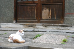 昭和のレンズと家と平成の猫