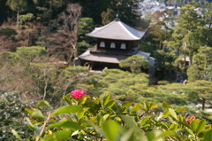 華