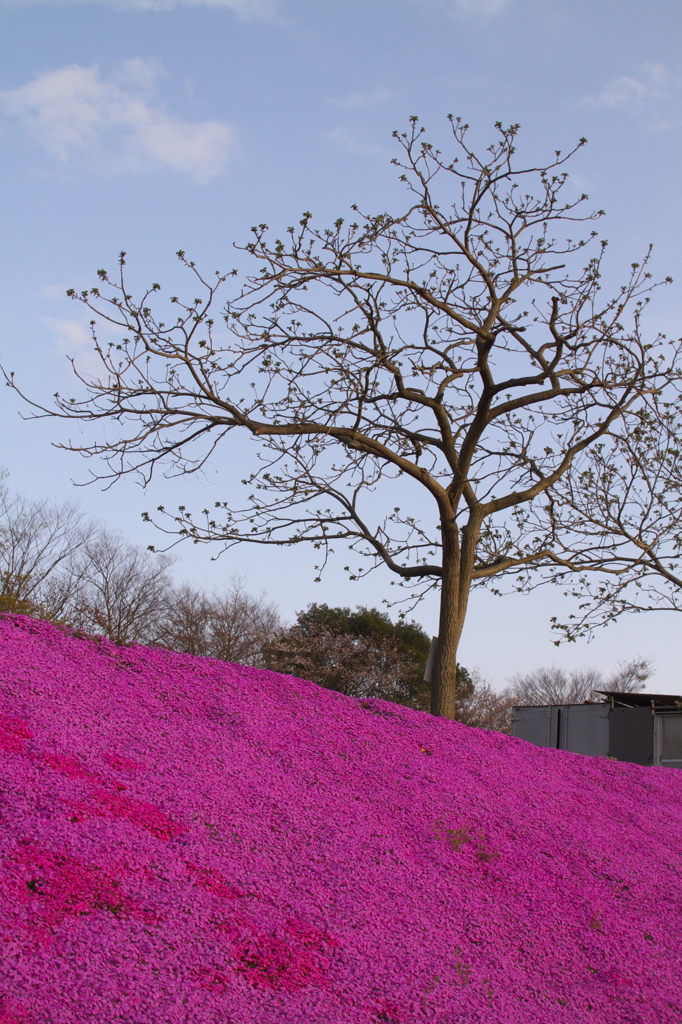 芝桜と怪しい樹