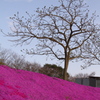 芝桜と怪しい樹