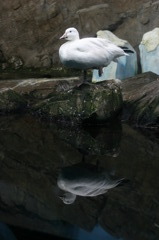 パラレルワールド