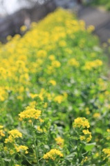 Tessar × 菜の花