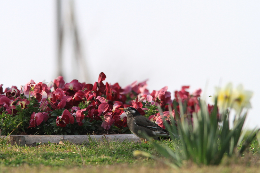 これも花鳥図？