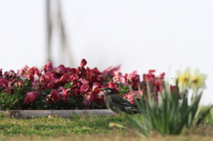 これも花鳥図？