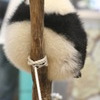パンダ玉