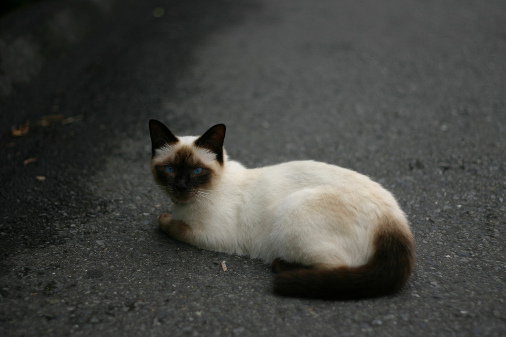 美人猫
