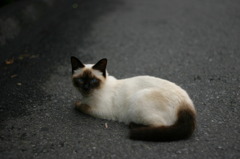美人猫