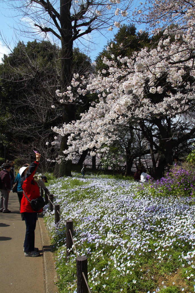 亭主に桜の写メ