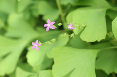 ピンクの小花