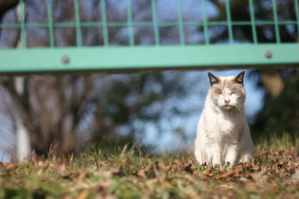 おひるねねこ