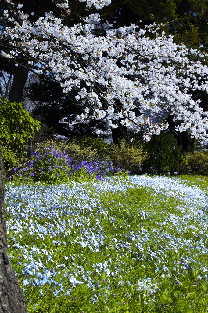 桜と花韮の綺麗勝負
