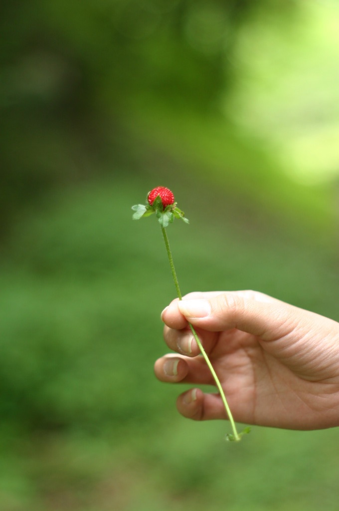 紅一点