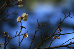 １月の梅