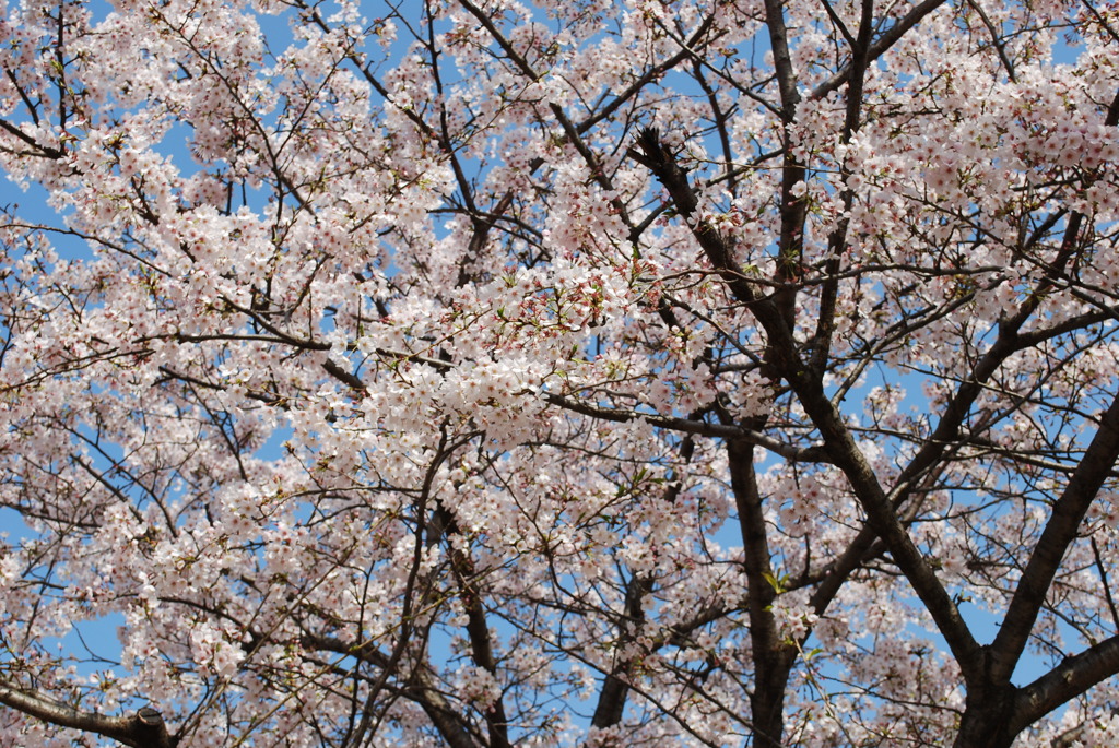 桜満開！！