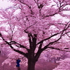 見上げる桜色