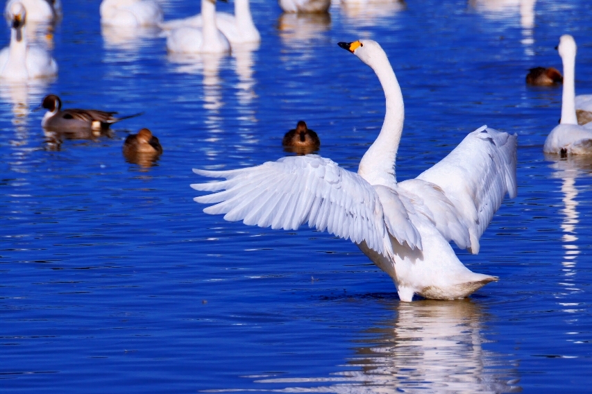 荒ぶる白鳥のポーズ By ナシェ Id 写真共有サイト Photohito