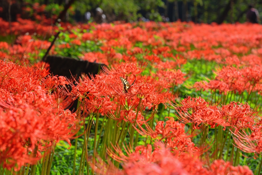 彼岸の蜜は甘いのか？