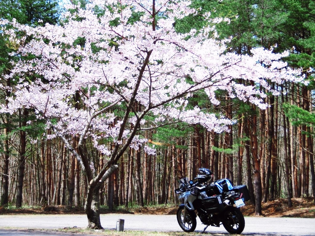 桜の木陰で一休み