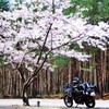 桜の木陰で一休み