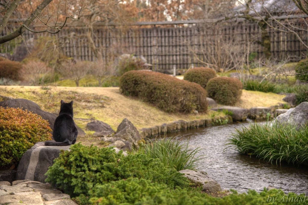 我輩とて、わびさびくらい分かりますにゃ