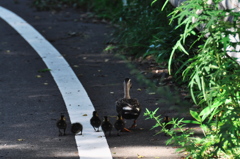 よちよち歩きの旅路