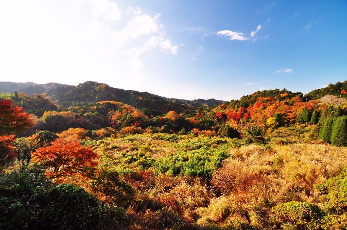紅葉の箱庭