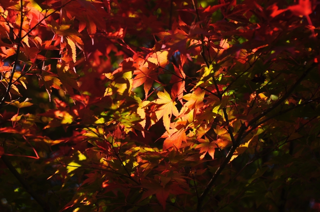 木漏れ日に映える紅