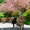 牛の行進