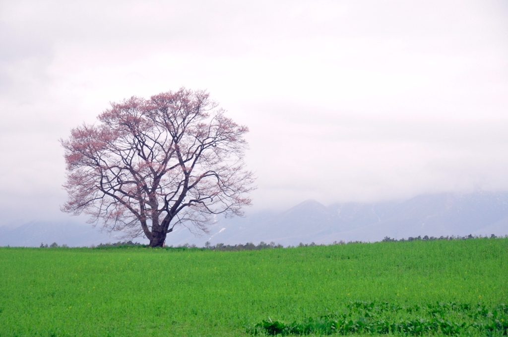 淡い風景