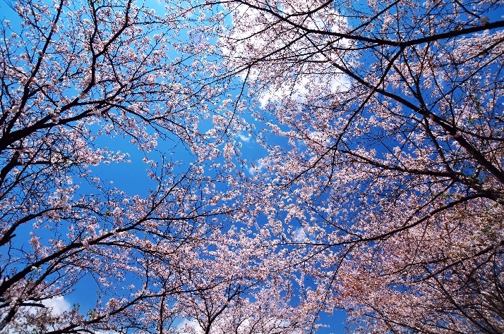 桜色の空