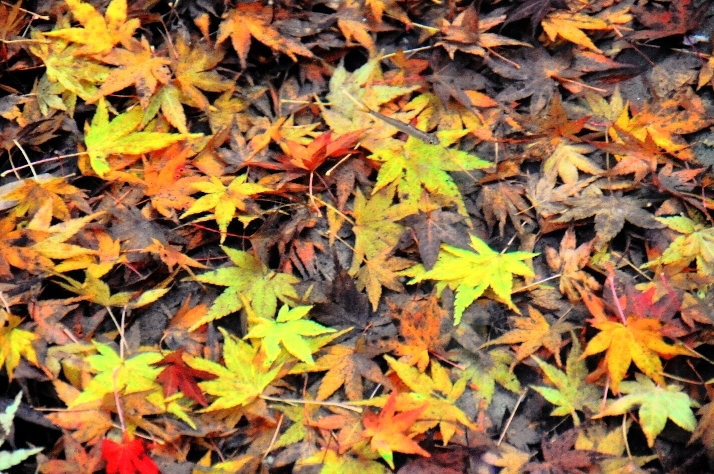 紅葉を泳ぐ