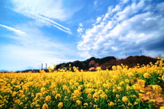 みなみの菜の花