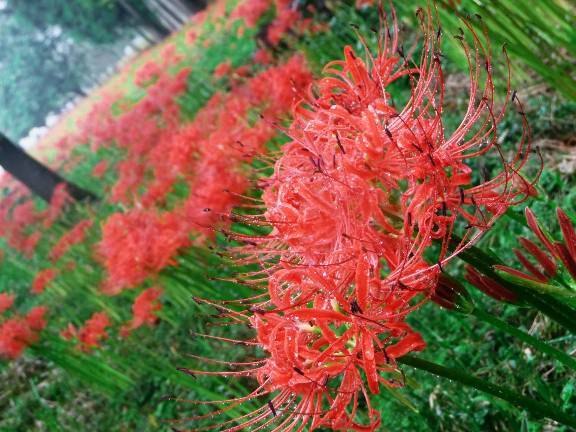 雨に紅く煙る