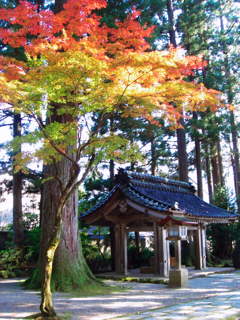 日本の紅葉