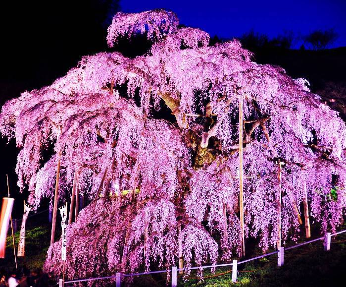 ＳＡＫＵＲＡ　ＦＡＬＬＳ