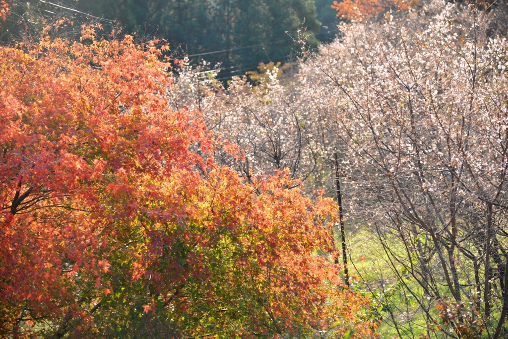 紅白（紅葉と冬桜）