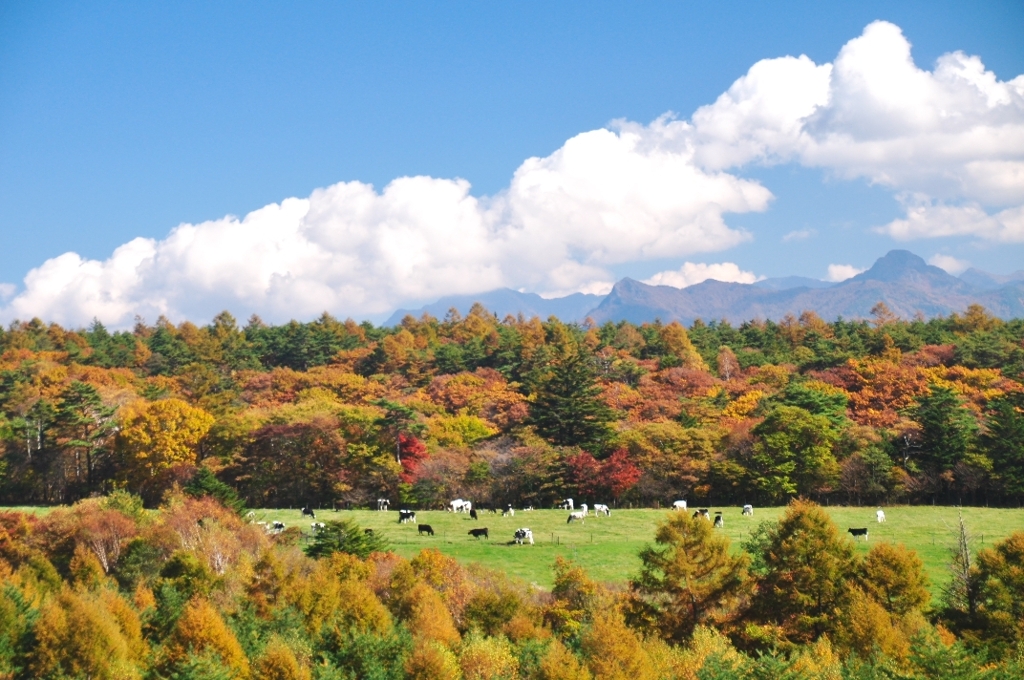 牧場の紅葉