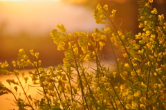 夕焼けの菜の花