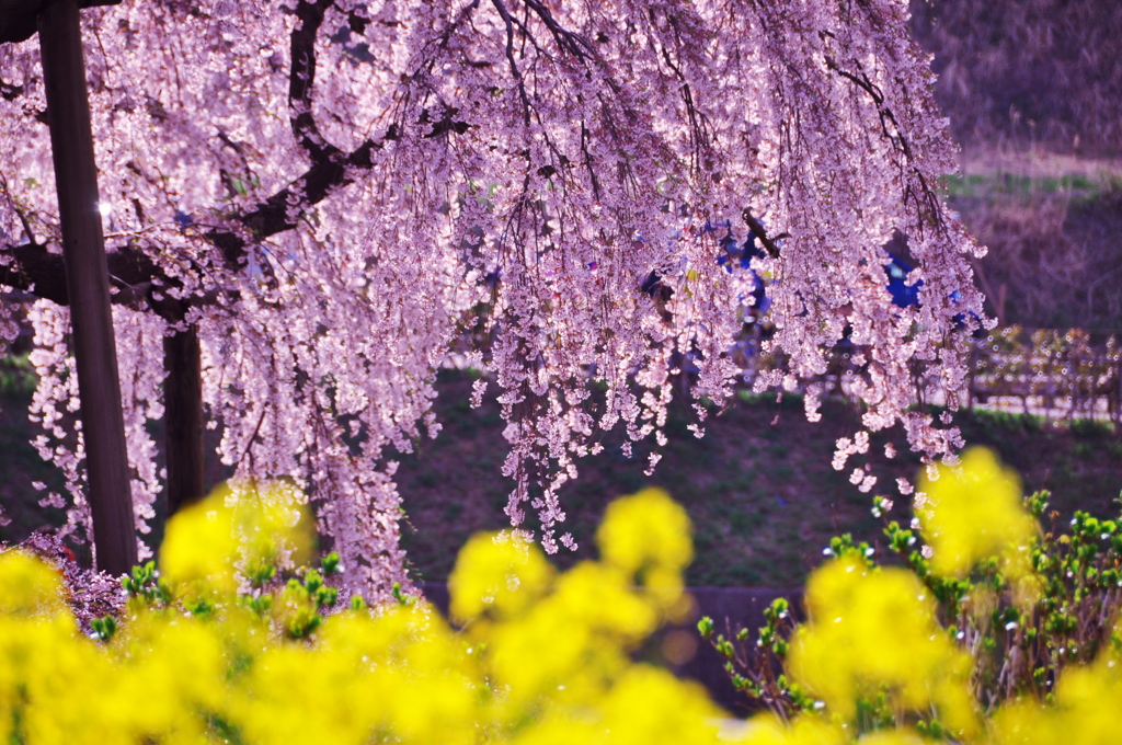 桜、零れる