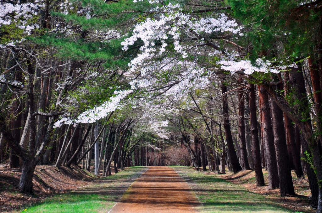 桜の小径