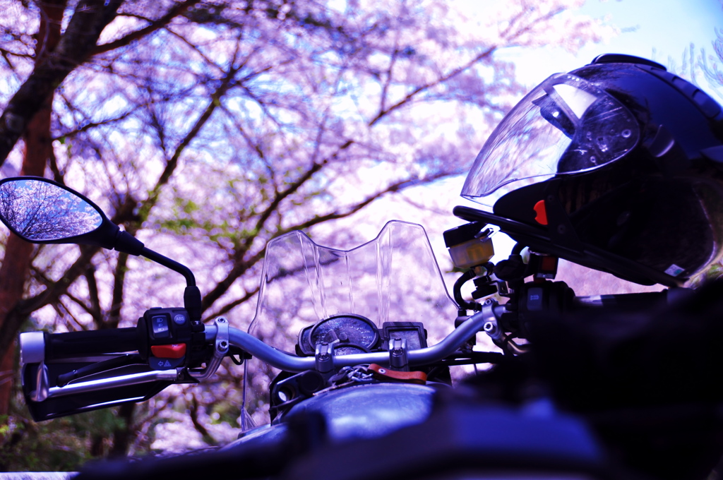 桜並木を走る