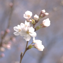 Sakura