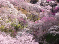 吉野梅郷