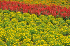 夏の花畑