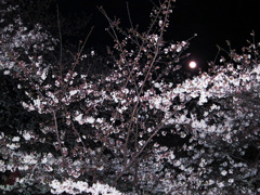 桜、月