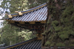 棟瓦と苔