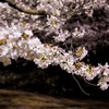 夜桜