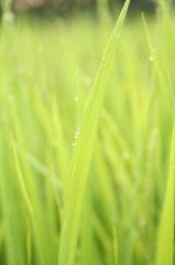 朝露